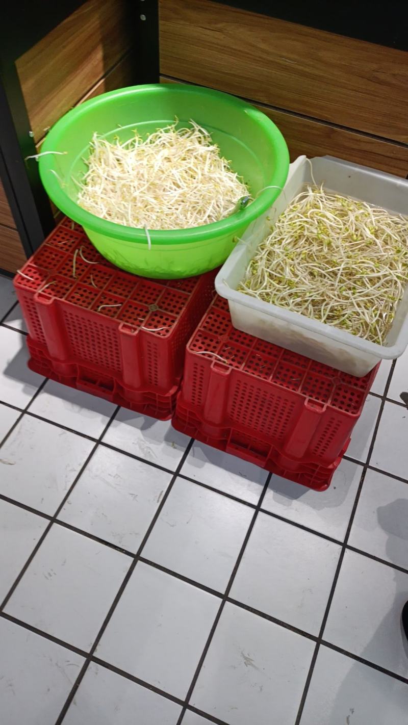 处理豆芽