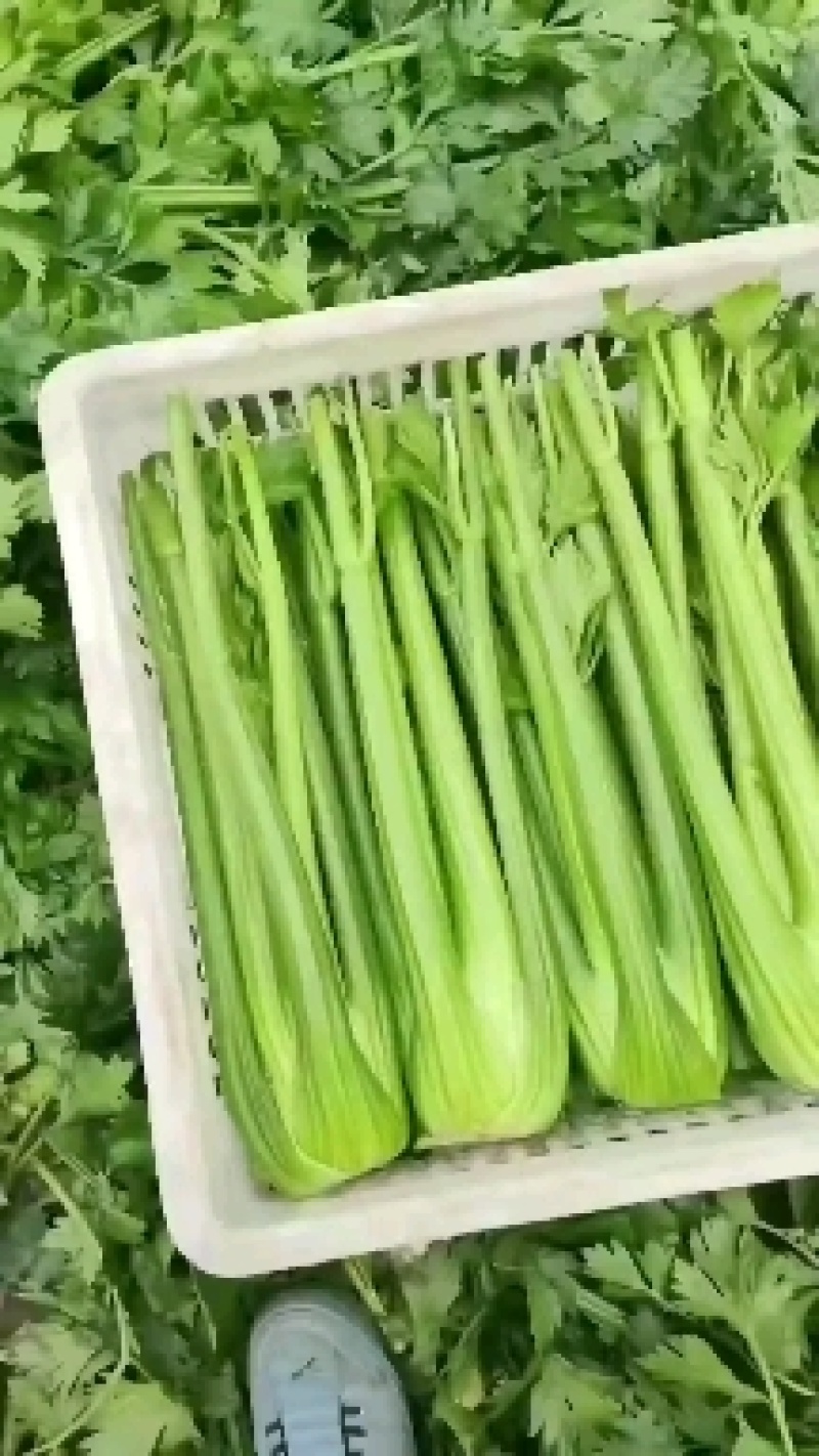 沈阳西芹基地直供全国，欢迎前来洽谈合作