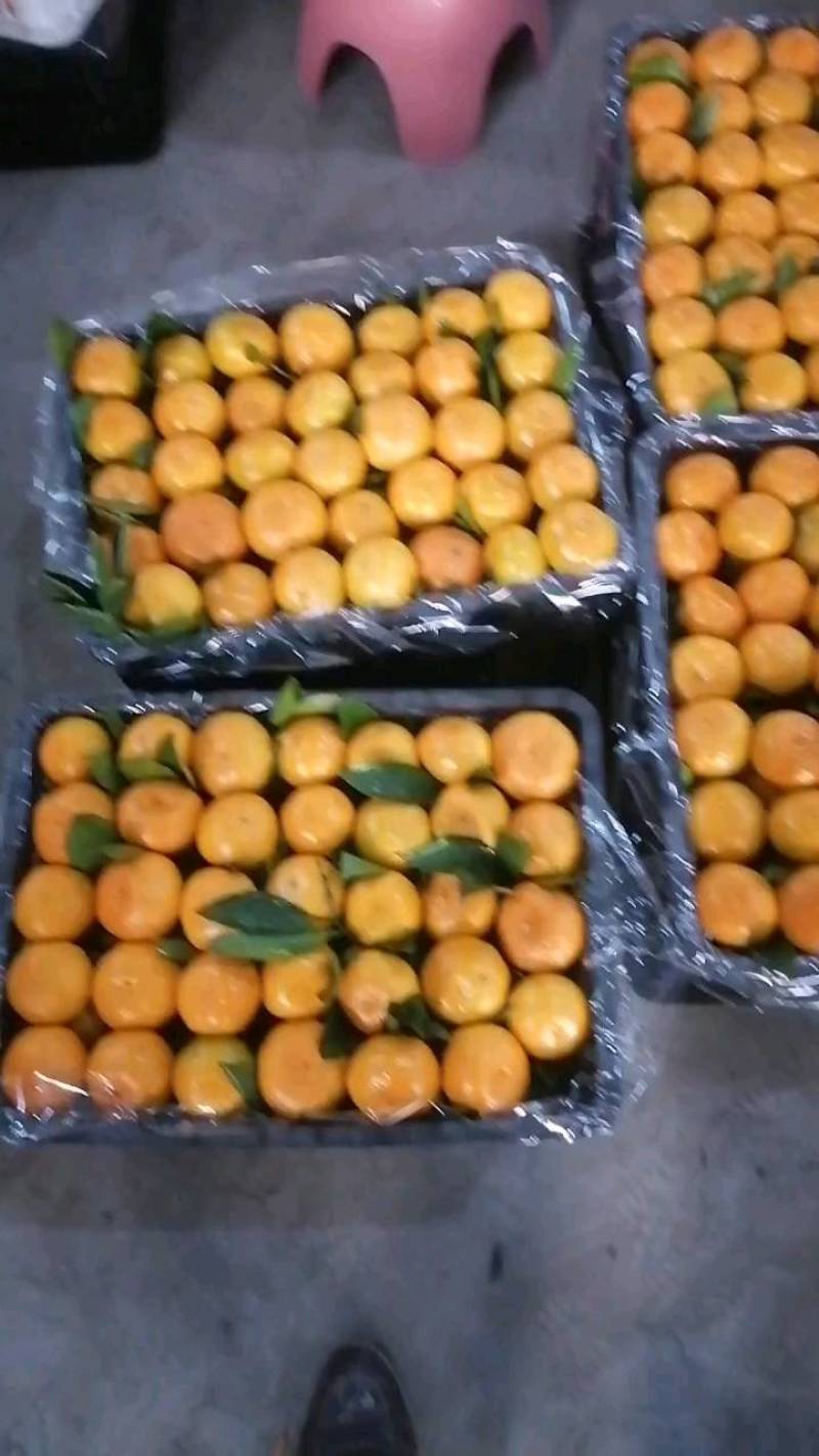 高山蜜桔量大从优每天出二十多万斤没问题！