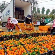 高山蜜桔量大从优每天出二十多万斤没问题！