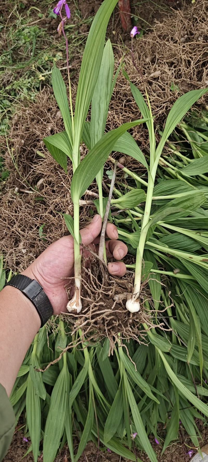 紫花三叉大白芨种苗