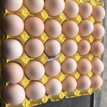 工厂直销精品鸡蛋粉蛋，品质好价格低欢迎咨询