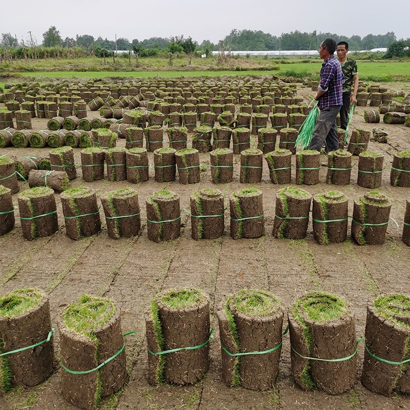 台湾2号草坪基地直供库存充足优质草皮耐践踏