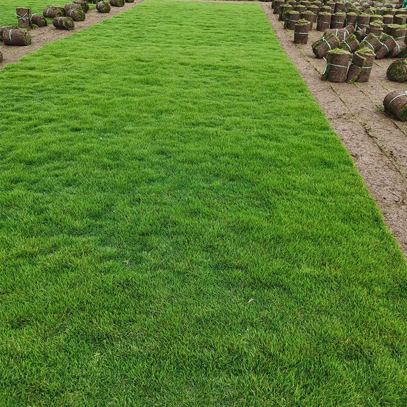 台湾2号草坪基地直供库存充足优质草皮耐践踏