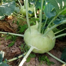 苤蓝