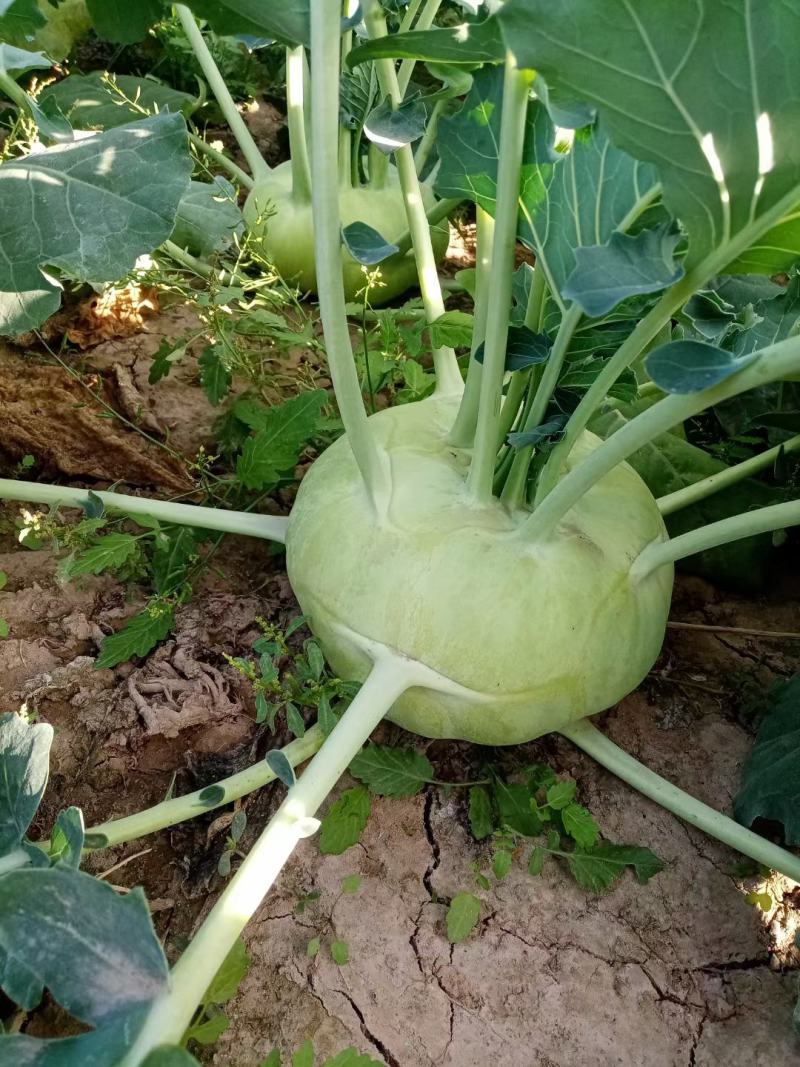 苤蓝