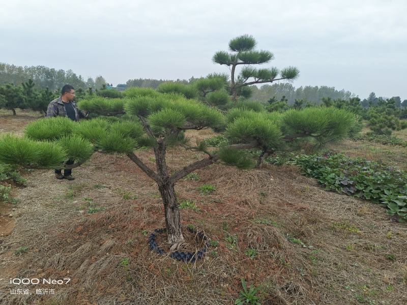 造型黑松产地直发货源充足品种齐全欢迎来电洽谈