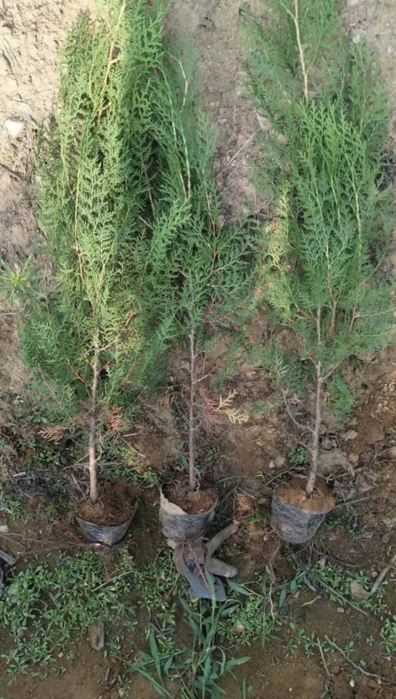 高1米侧柏苗基地直发存活率高提供技术指导