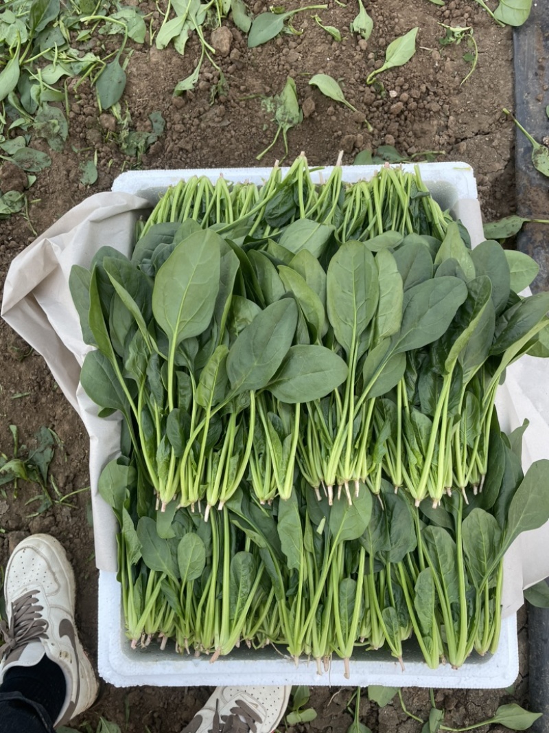 菠菜，山东潍坊菠菜，货源充足，可以视频看货