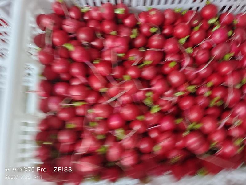 精品樱桃小萝卜产地直发大量供应全国市场。