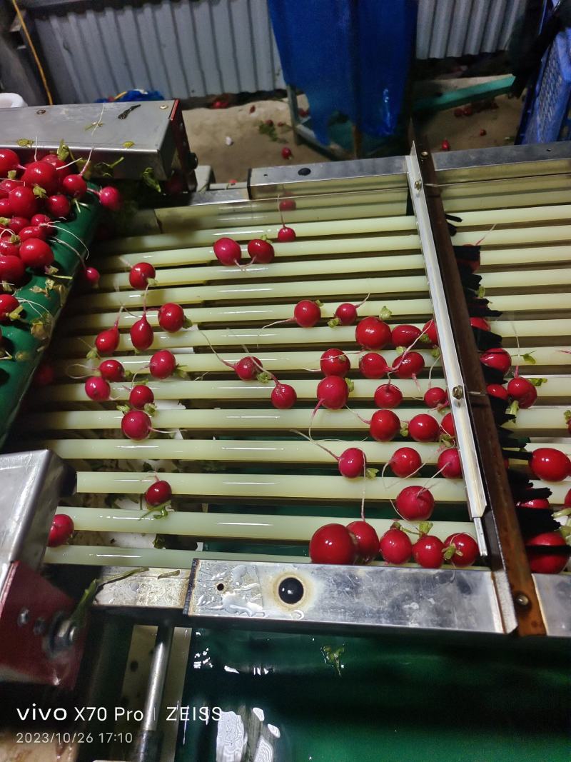 精品樱桃小萝卜产地直发大量供应全国市场。