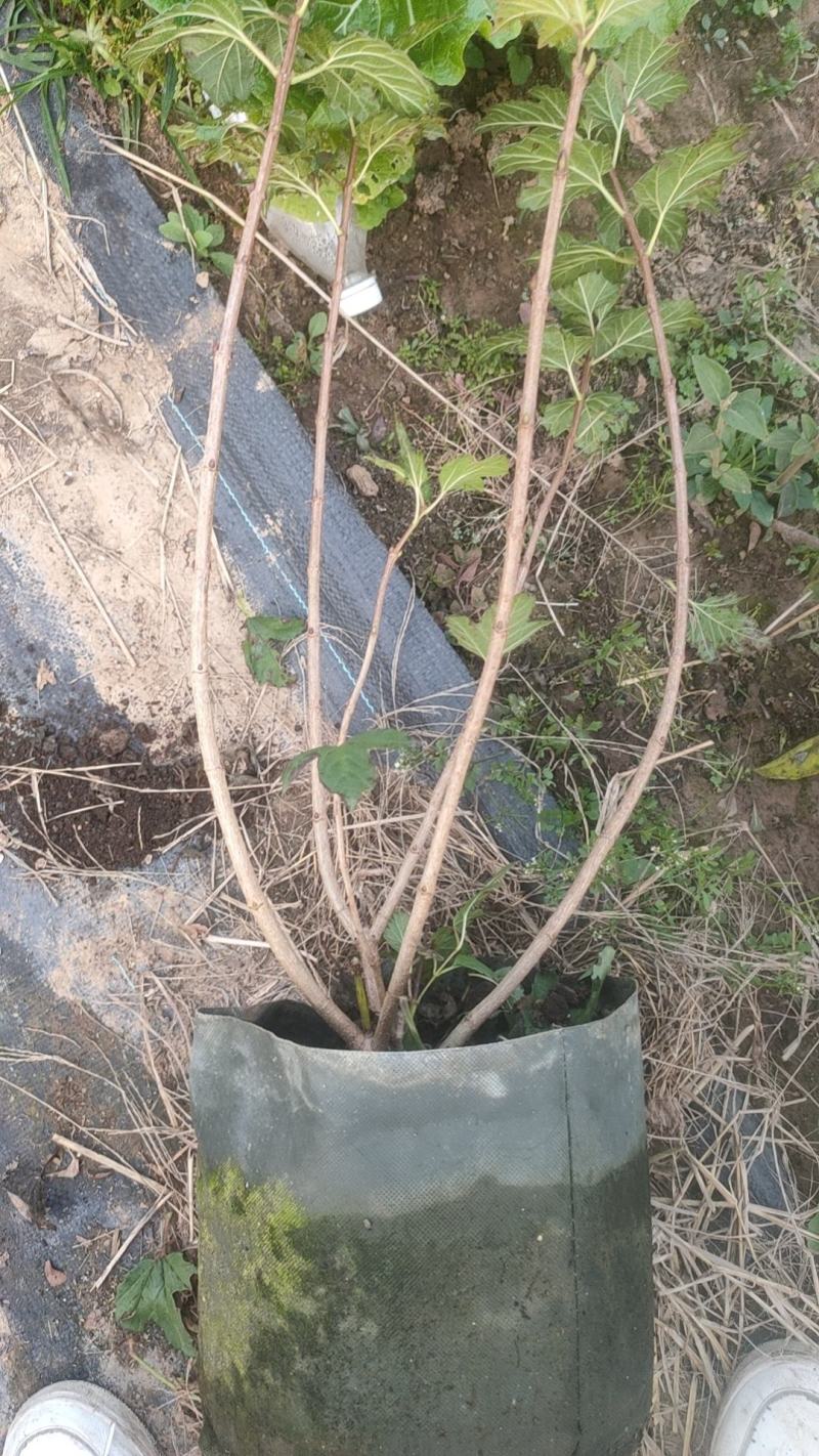圆椎绣球