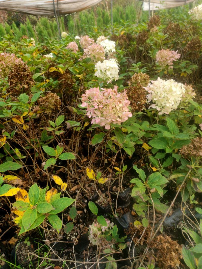 圆椎绣球