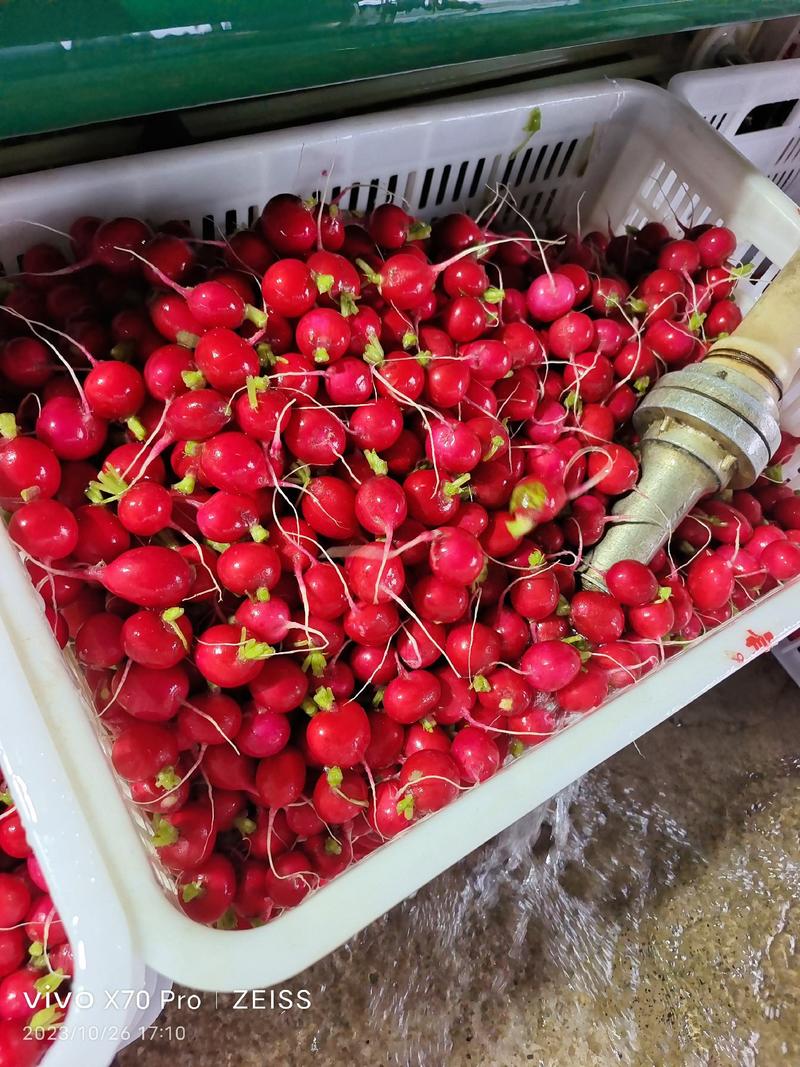精品樱桃小萝卜产地直发大量供应全国市场。