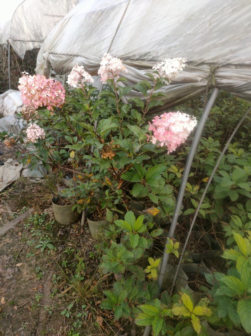 圆椎绣球