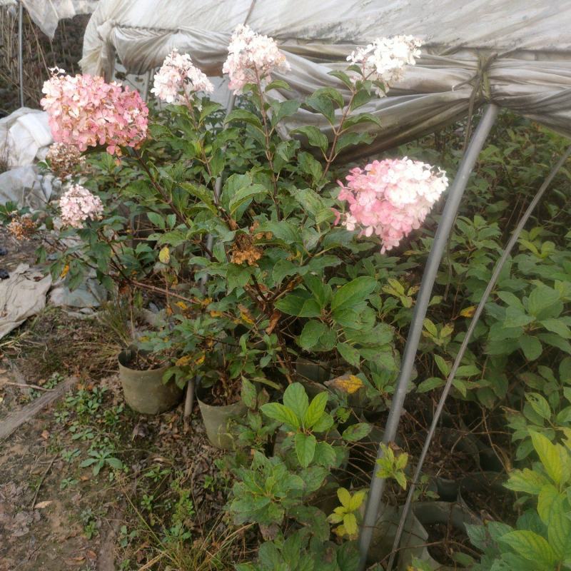 圆椎绣球