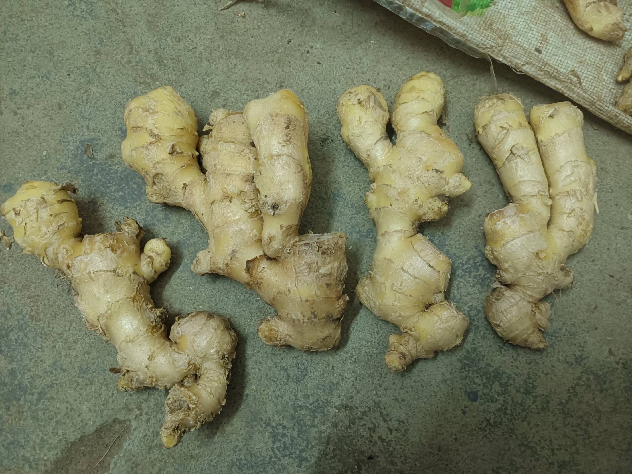 一盘刚从土里挖出的新鲜根茎类食材,外观呈淡黄色至浅褐色,表皮略带褶皱,形似生姜但更为细长,部分带有紫色芽点,旁边摆放一把厨房刀具和一片绿叶作为对比,背景为田园泥土环境 新鲜采摘的类似子姜的脆性根茎特写