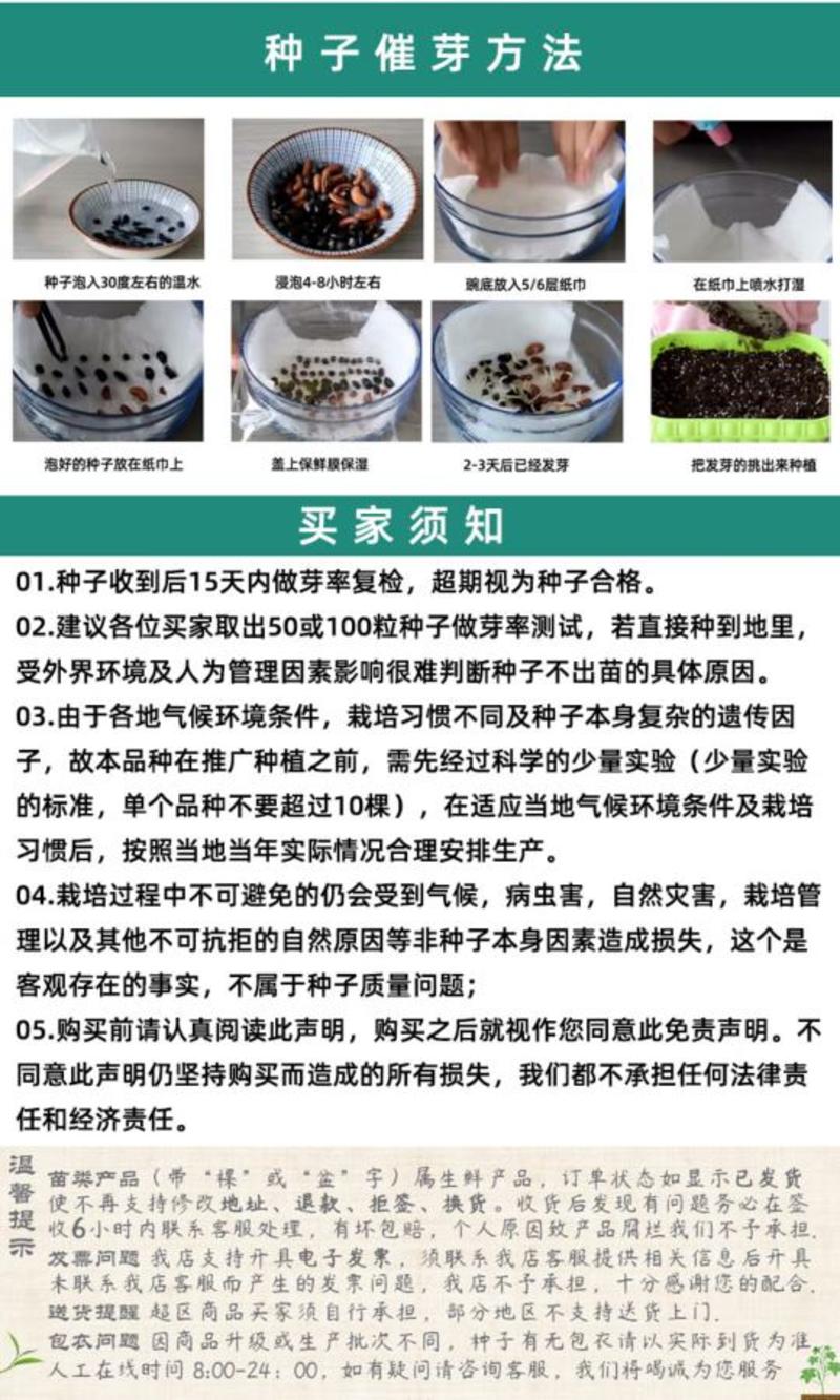 抗寒早春秋延后抗病进口菠菜种子包邮10袋起批，基地专用