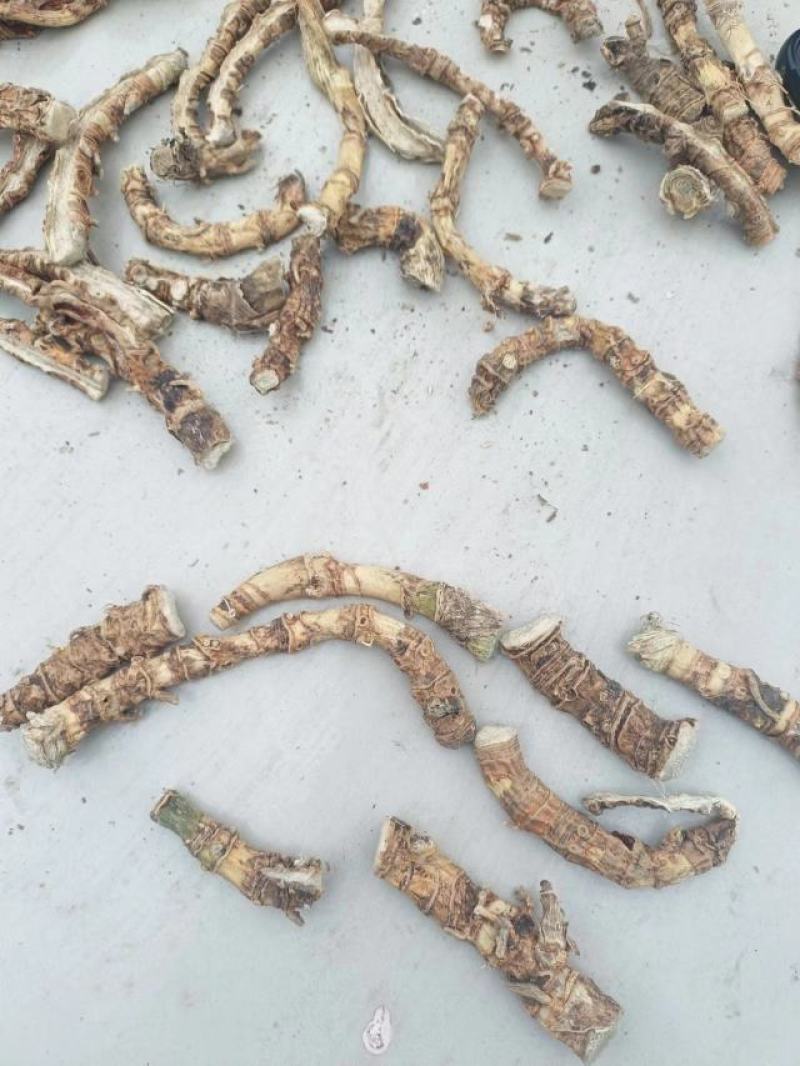 竹根七