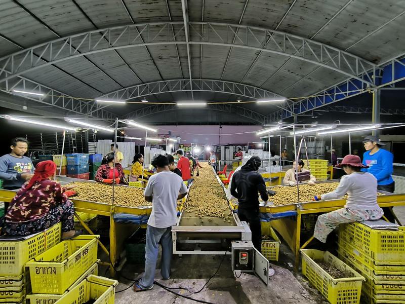 嘉宝元泰国龙眼工厂现货直发，按需采购带枝果散果欢迎沟咨询