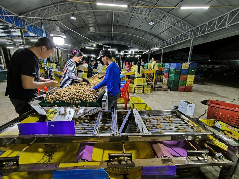 嘉宝元泰国龙眼工厂现货直发，按需采购带枝果散果欢迎沟咨询