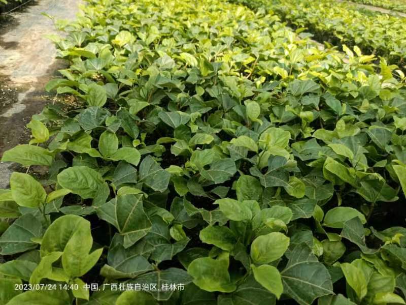大量钦蜜9号种苗育苗基地一手种苗