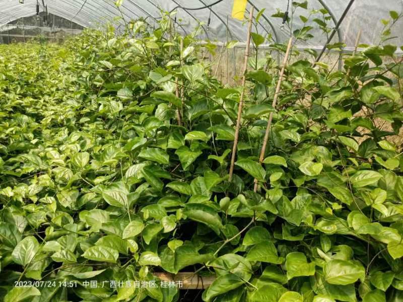 大量钦蜜9号种苗育苗基地一手种苗