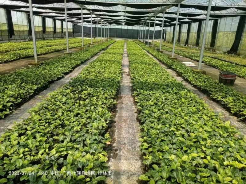 大量钦蜜9号种苗育苗基地一手种苗