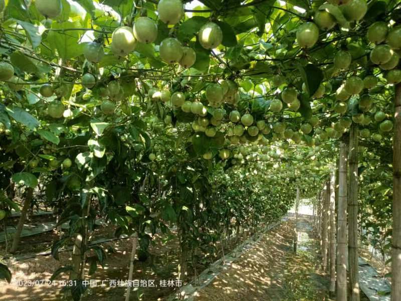 大量钦蜜9号种苗育苗基地一手种苗