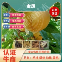 金凤7月七月上早熟黄毛桃苗大果浓甜离核糖度高另有油桃苗