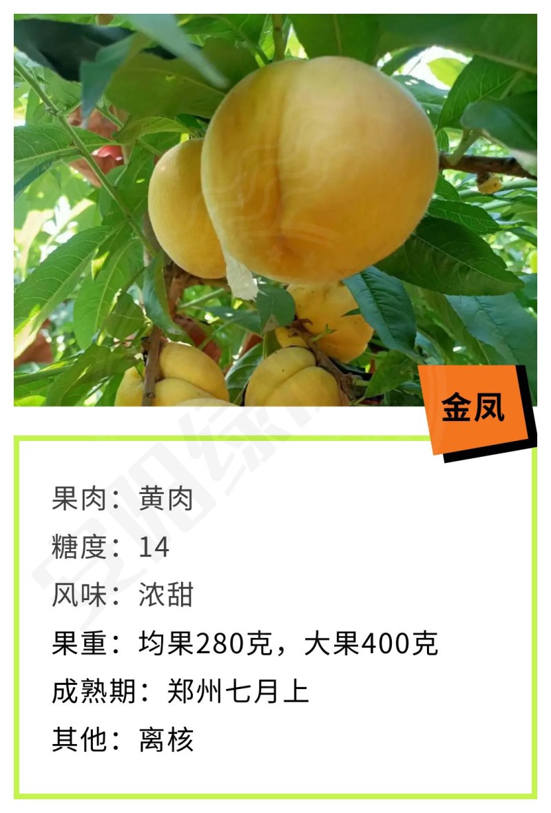 金凤7月七月上早熟黄毛桃苗大果浓甜离核糖度高另有油桃苗