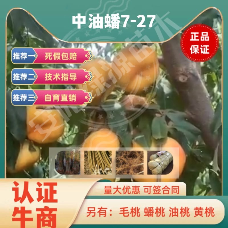 中油蟠7-27七月7月上黄肉油蟠桃苗大果浓甜糖度高另毛桃