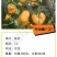 中油蟠7-27七月7月上黄肉油蟠桃苗大果浓甜糖度高另毛桃