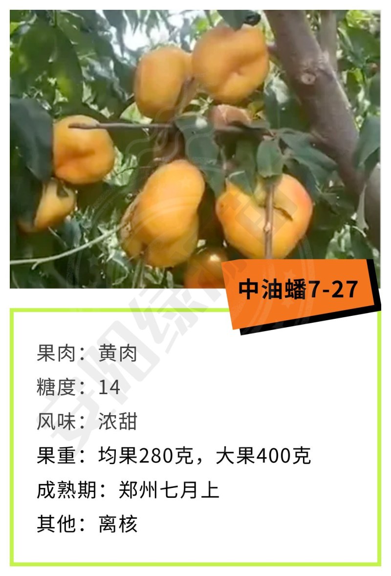 中油蟠7-27七月7月上黄肉油蟠桃苗大果浓甜糖度高另毛桃