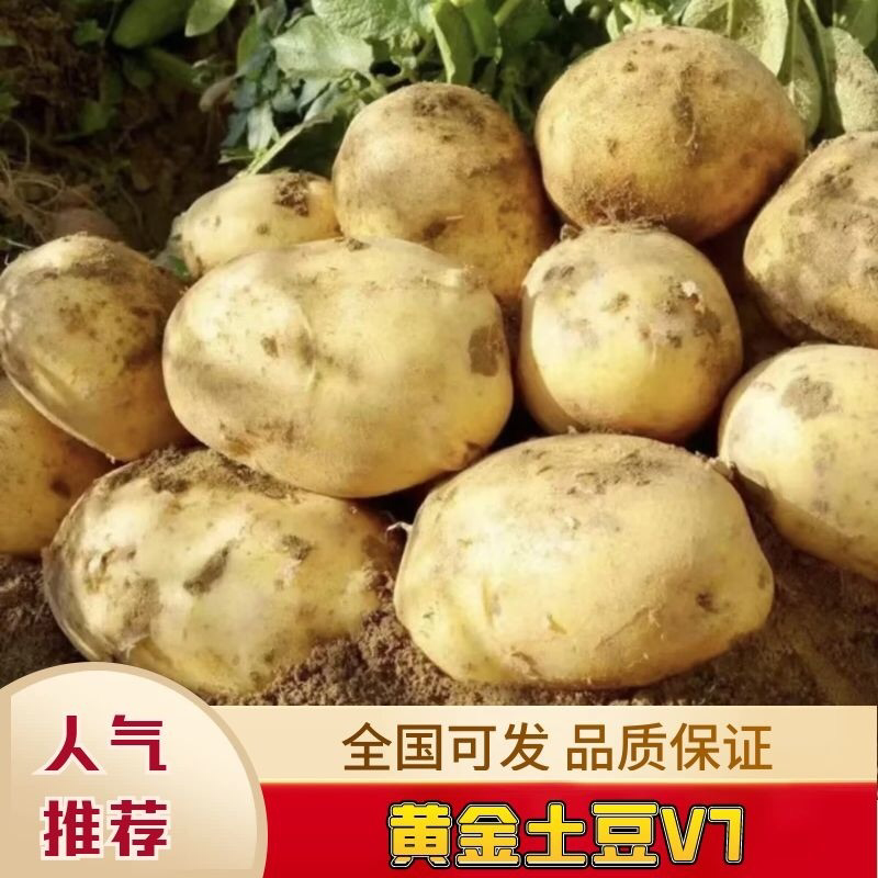 宁夏土豆大货V7土豆。欢迎咨询，实地看货实地代办