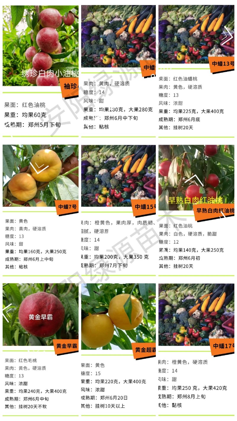 中油蟠7-27七月7月上黄肉油蟠桃苗大果浓甜糖度高另毛桃
