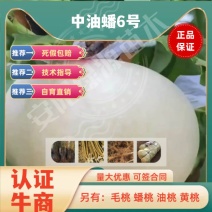 中油蟠6号七月7月中白肉油蟠桃苗糖度高中大果浓甜