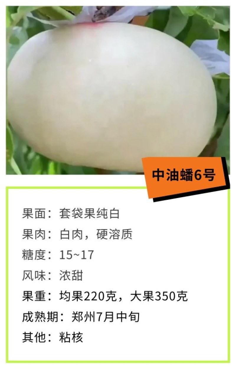 中油蟠6号七月7月中白肉油蟠桃苗糖度高中大果浓甜