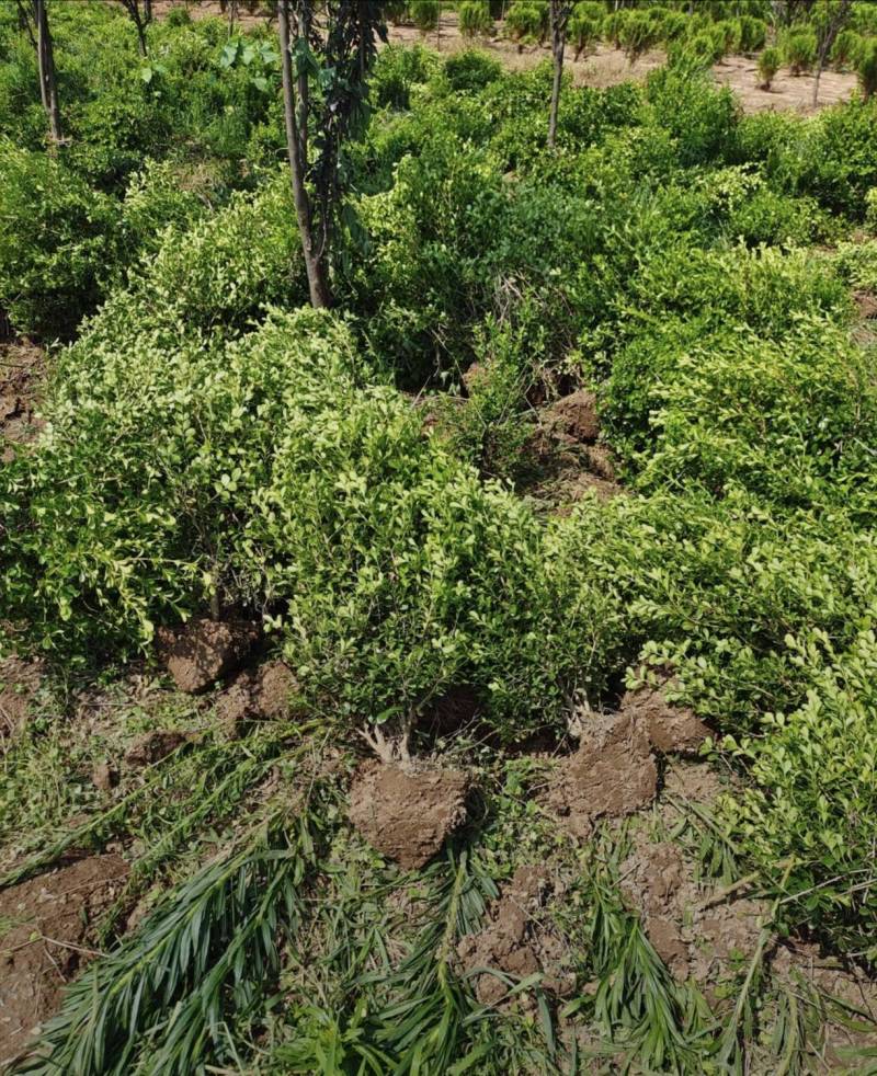 高60厘米冠50厘米瓜子黄杨毛球