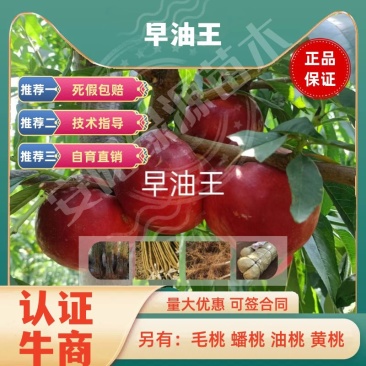早油王六月6月上油桃苗中大果黄肉浓甜糖度高另有毛桃苗