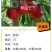早油王六月6月上油桃苗中大果黄肉浓甜糖度高另有毛桃苗