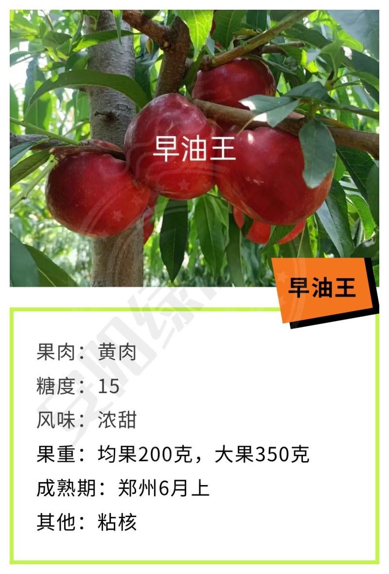 早油王六月6月上油桃苗中大果黄肉浓甜糖度高另有毛桃苗