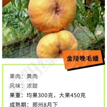 金陵晚毛蟠8月下晚熟毛蟠桃苗特大果浓甜黄肉另有黄桃苗