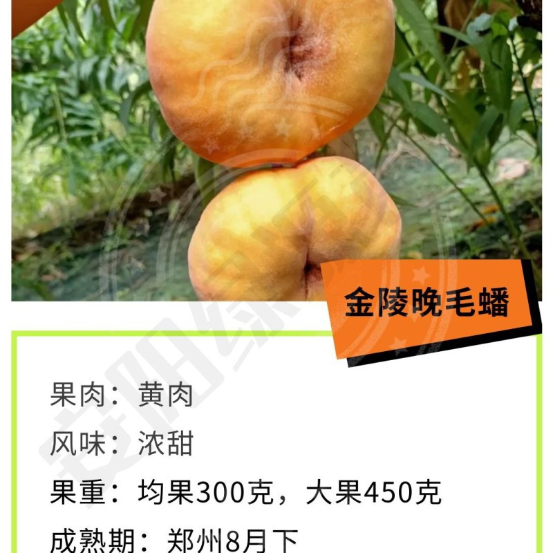 金陵晚毛蟠8月下晚熟毛蟠桃苗特大果浓甜黄肉另有黄桃苗