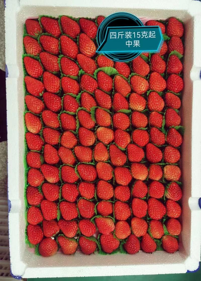 泗县红颜草莓专注供应各大商超，市场电商欢迎咨询洽谈合作
