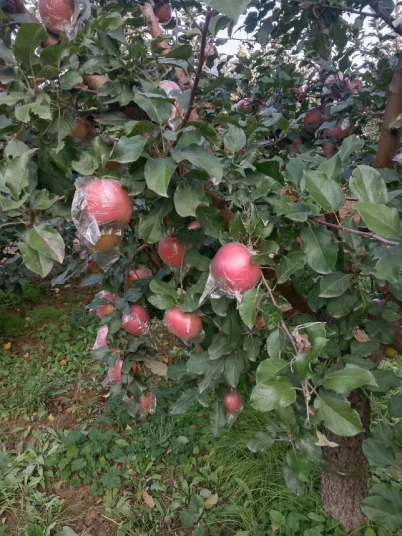 富士苹果大量上市