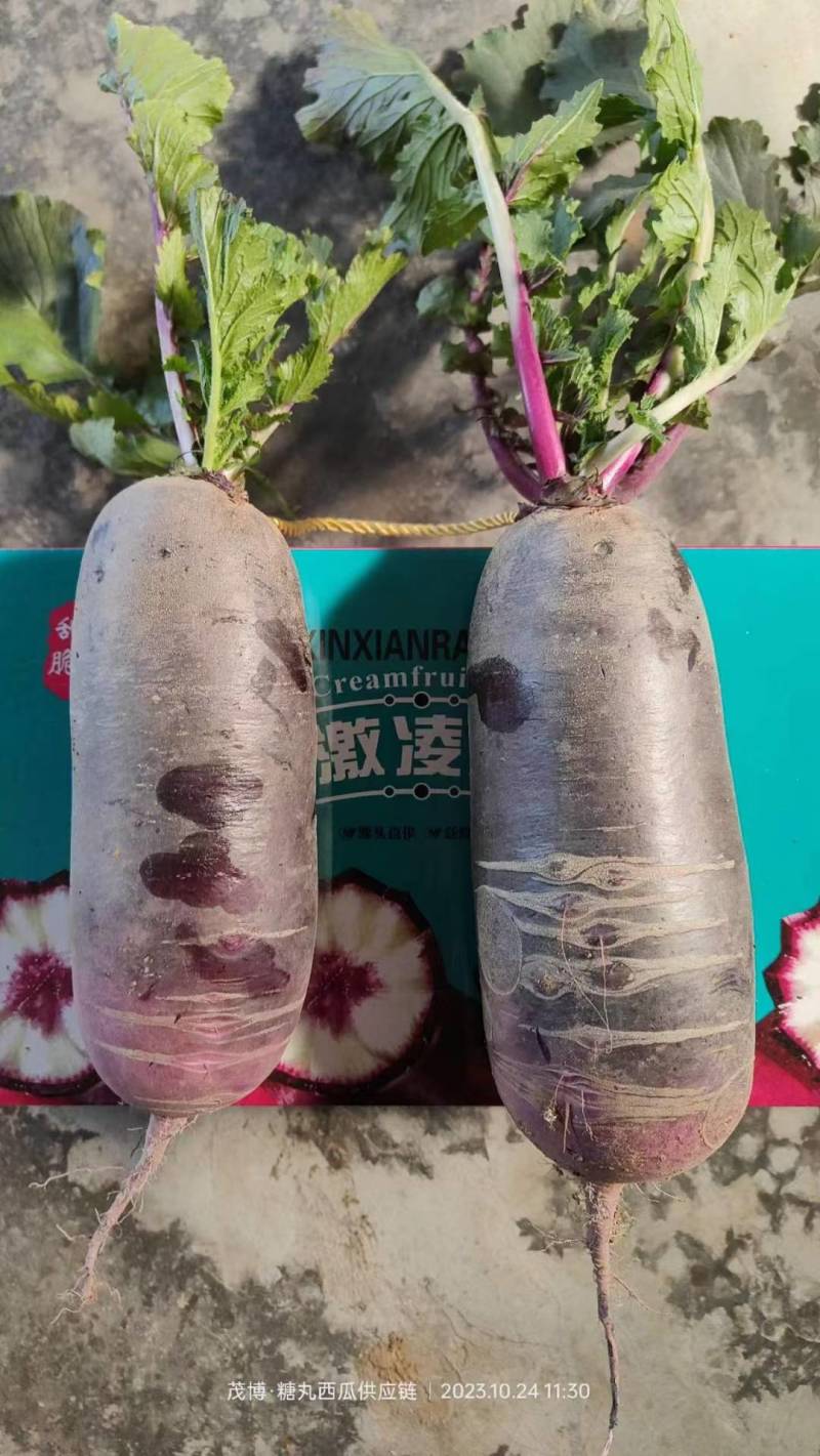 山东省潍坊市寒亭固堤，冰激凌萝卜大量有货。5斤10斤装