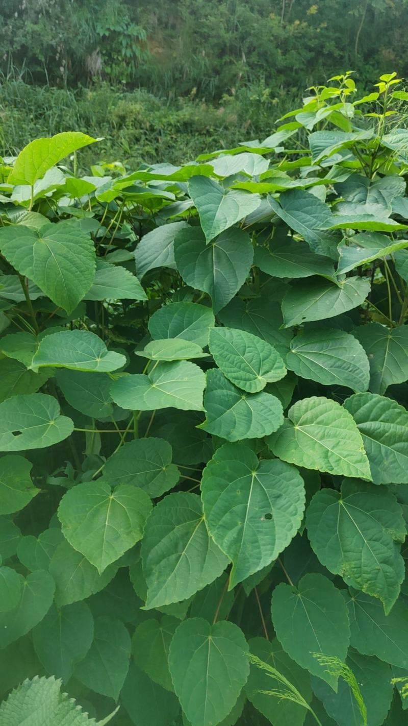 山桐子苗
