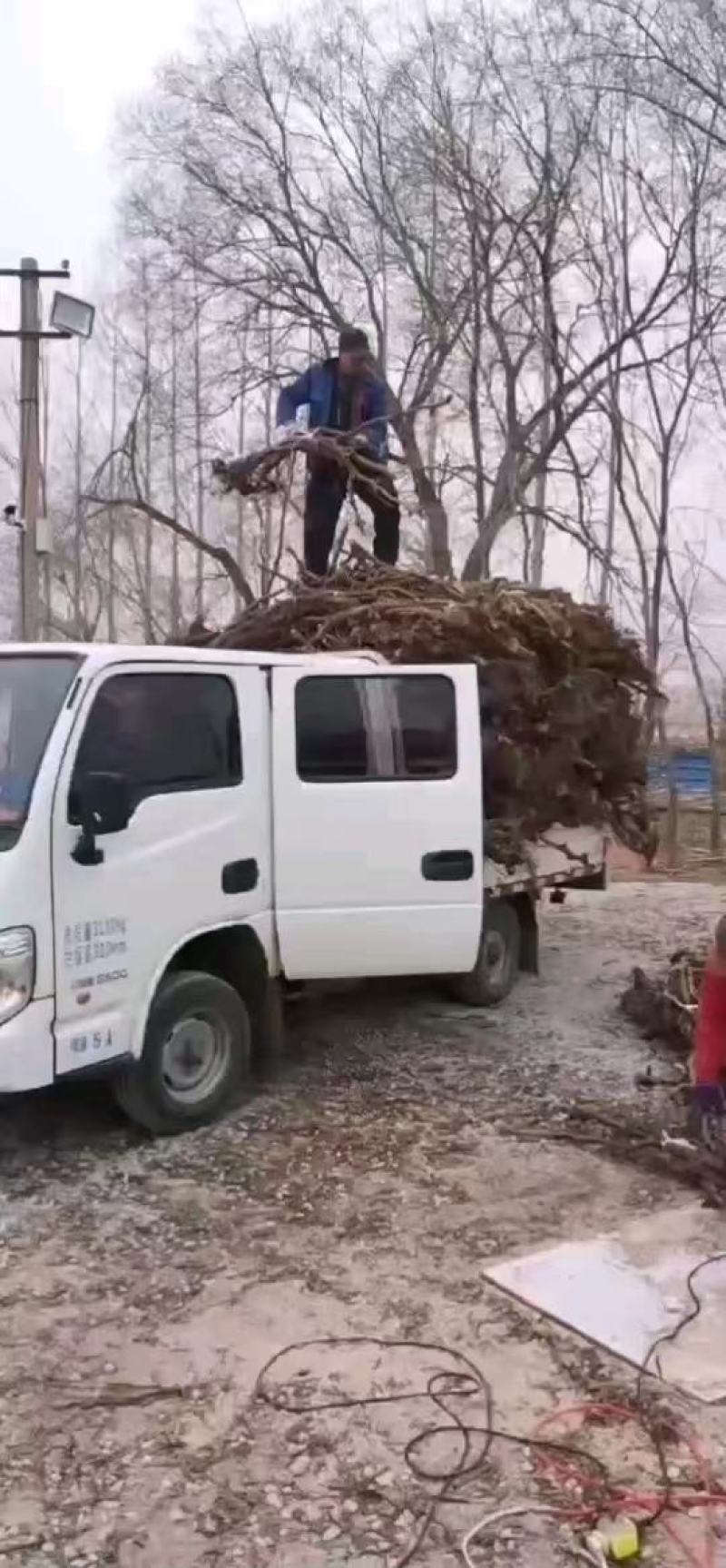 占地大葡萄树，基地直供，没有中间商，价格优惠