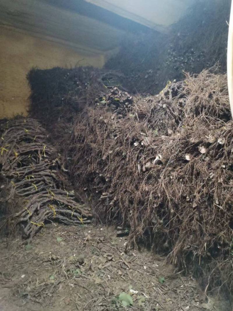 占地大葡萄树，基地直供，没有中间商，价格优惠